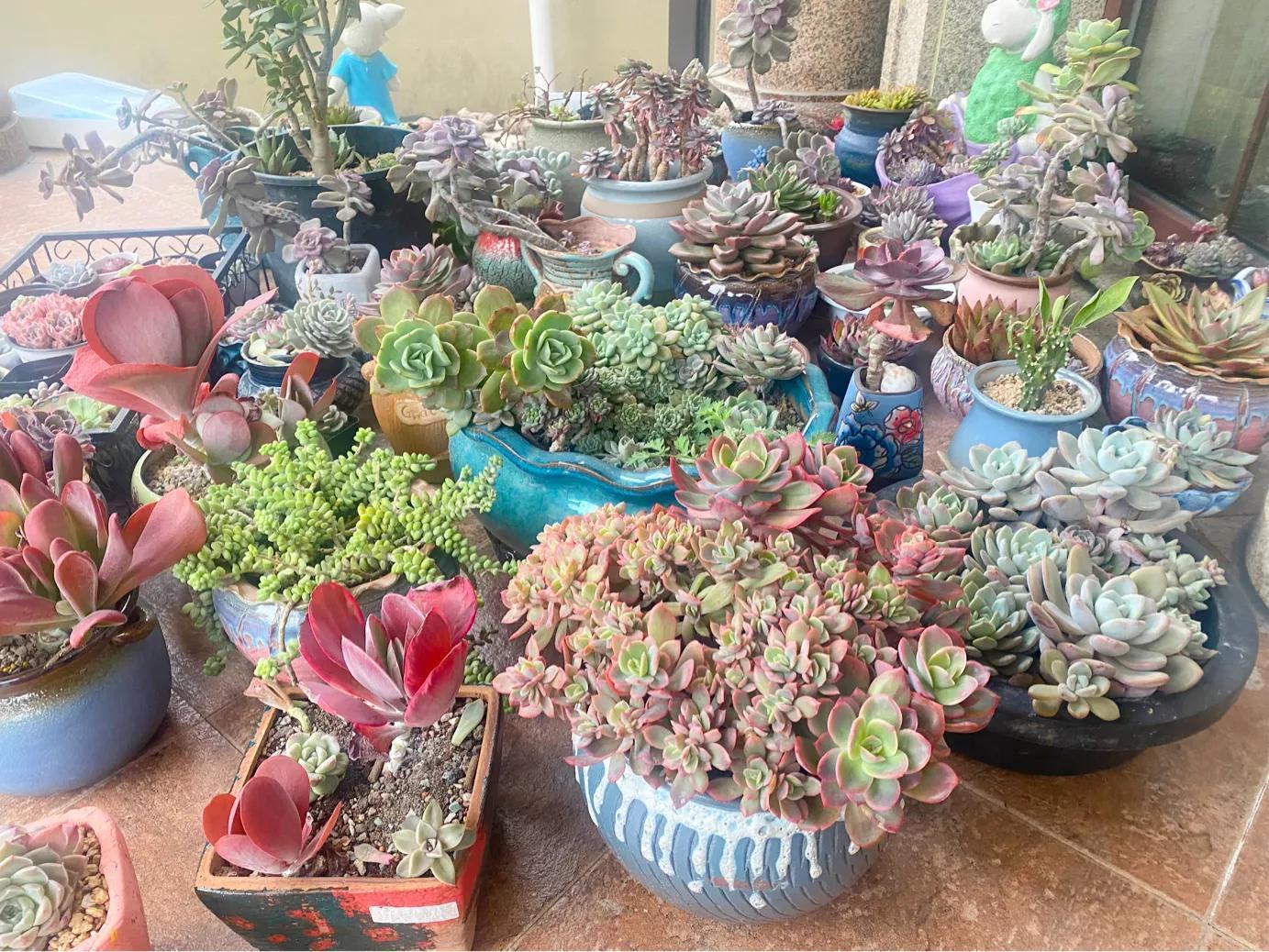 狐貍多肉植物圖_多肉狐貍尾巴怎么養(yǎng)護(hù)_多肉白狐貍