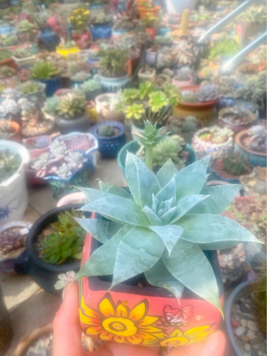 多肉狐貍尾巴怎么養(yǎng)護(hù)_狐貍多肉植物圖_多肉白狐貍