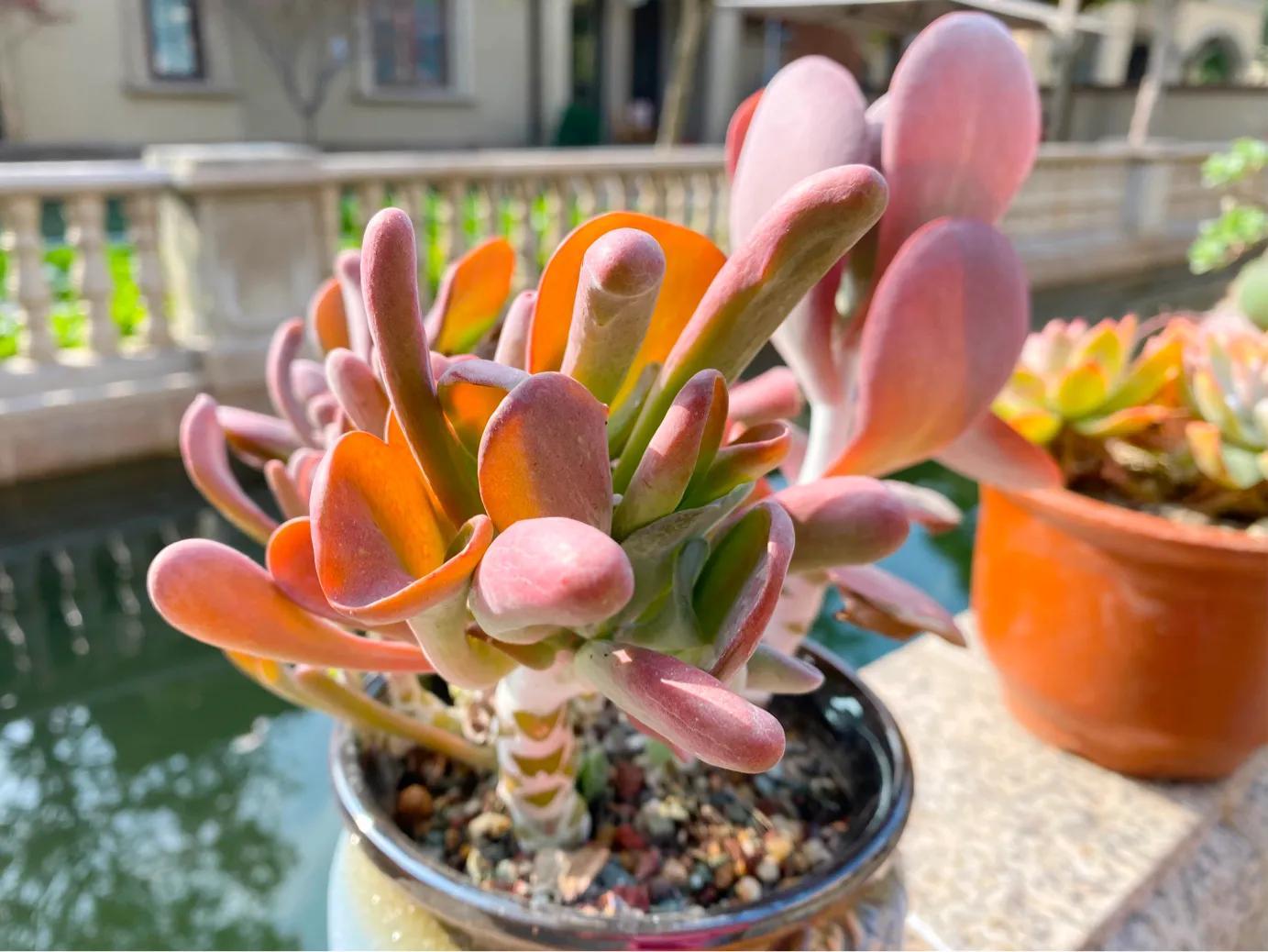 多肉白狐貍_狐貍多肉植物圖_多肉狐貍尾巴怎么養(yǎng)護(hù)