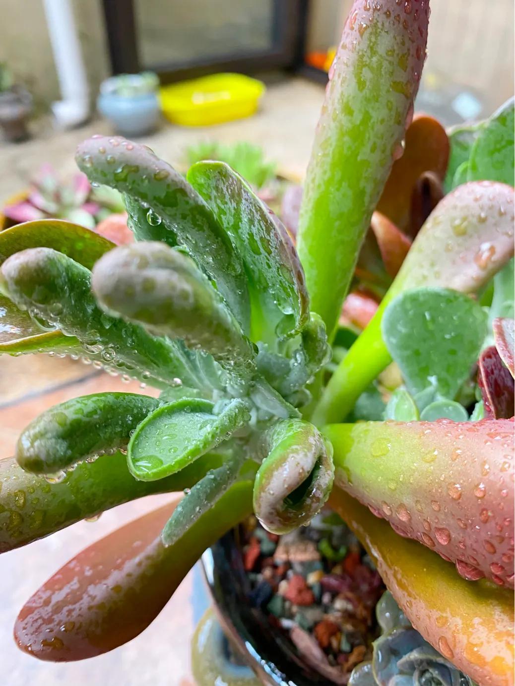 多肉白狐貍_多肉狐貍尾巴怎么養(yǎng)護(hù)_狐貍多肉植物圖