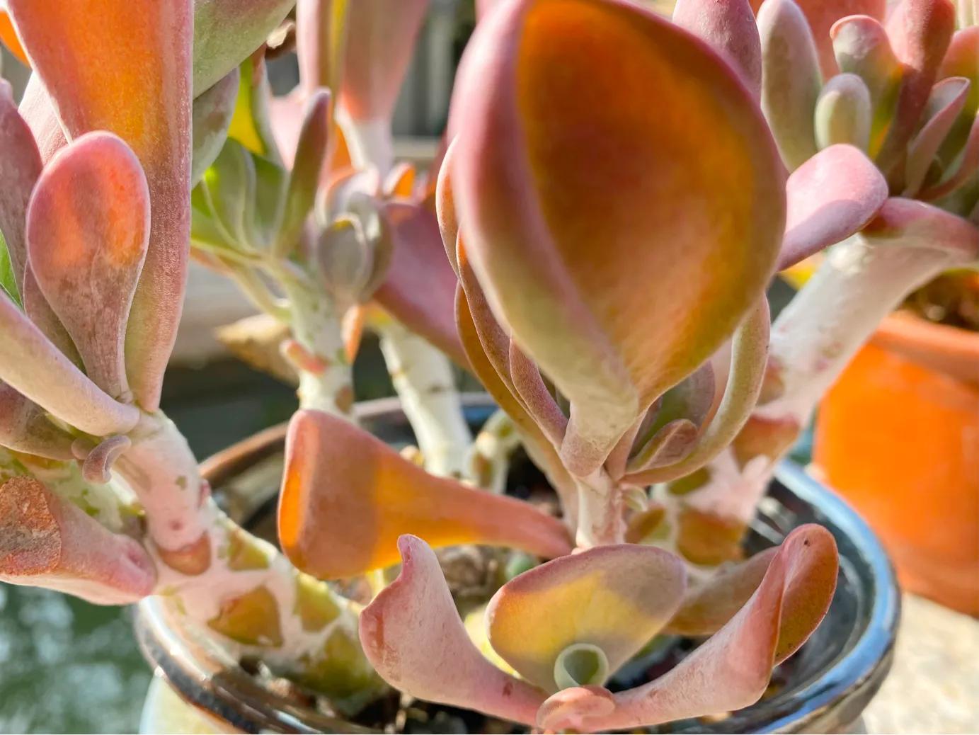 多肉白狐貍_多肉狐貍尾巴怎么養(yǎng)護(hù)_狐貍多肉植物圖