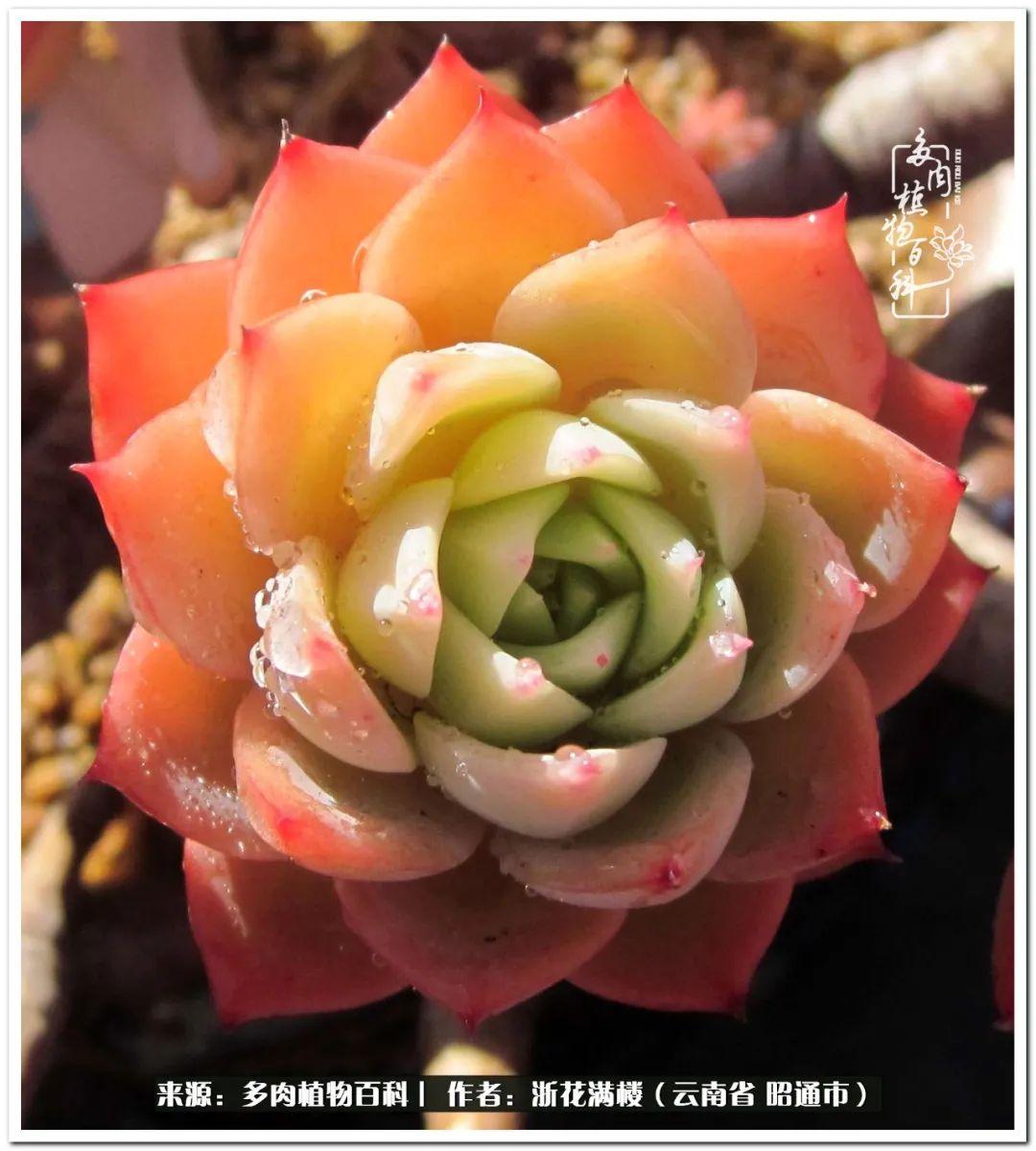 多肉植物白眉_多肉白眉好養(yǎng)嗎_白眉多肉的品種