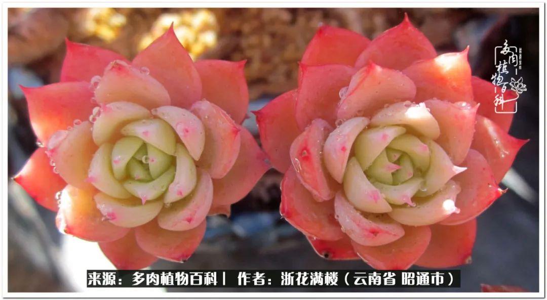 多肉植物白眉_多肉白眉好養(yǎng)嗎_白眉多肉的品種