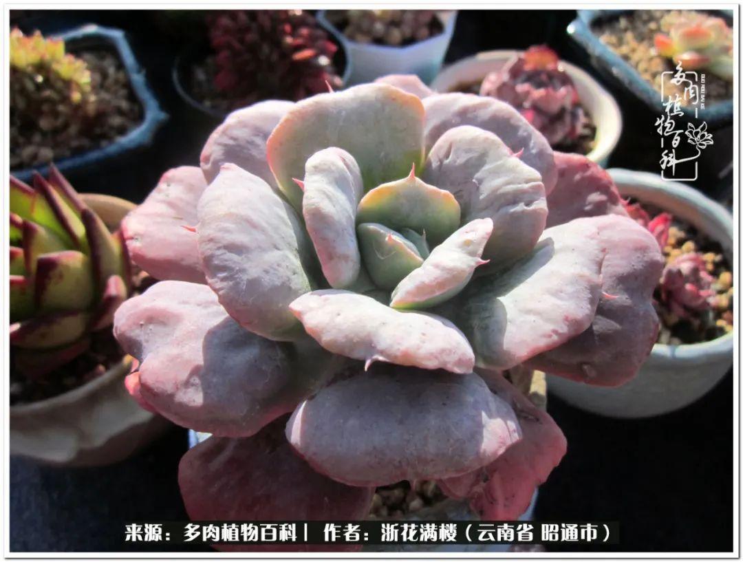 多肉白眉好養(yǎng)嗎_白眉多肉的品種_多肉植物白眉