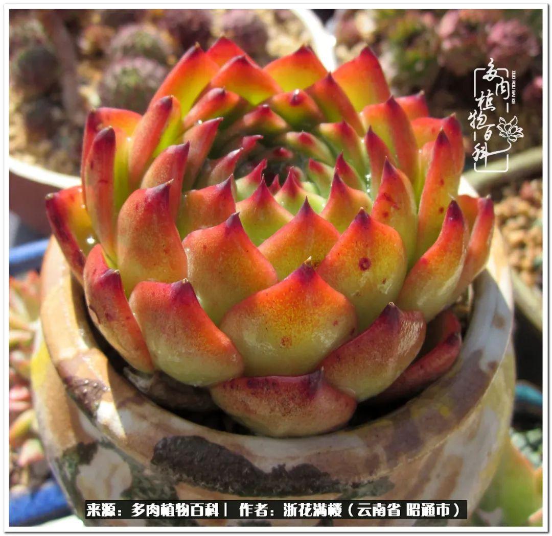 多肉白眉好養(yǎng)嗎_多肉植物白眉_白眉多肉的品種