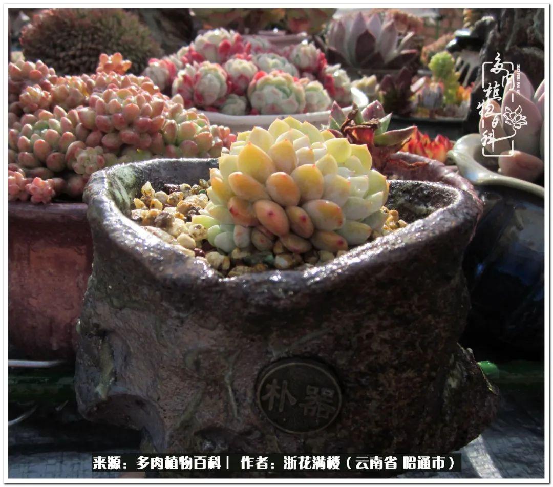 多肉植物白眉_白眉多肉的品種_多肉白眉好養(yǎng)嗎