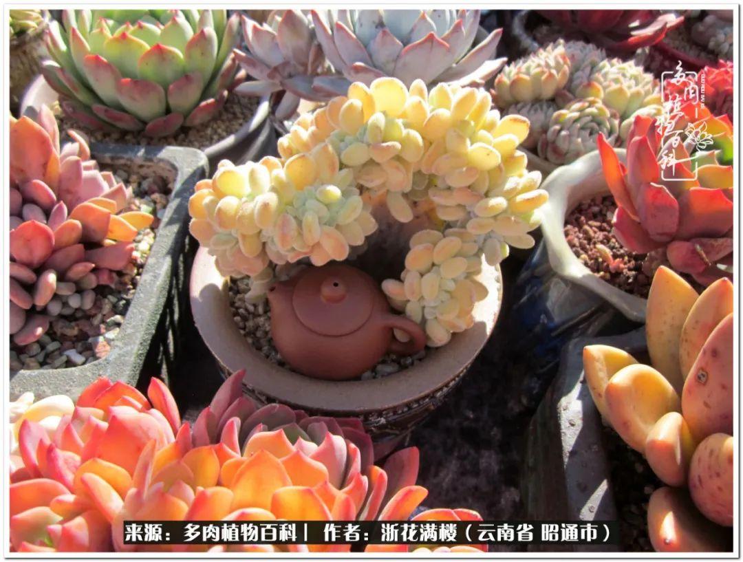 多肉植物白眉_白眉多肉的品種_多肉白眉好養(yǎng)嗎