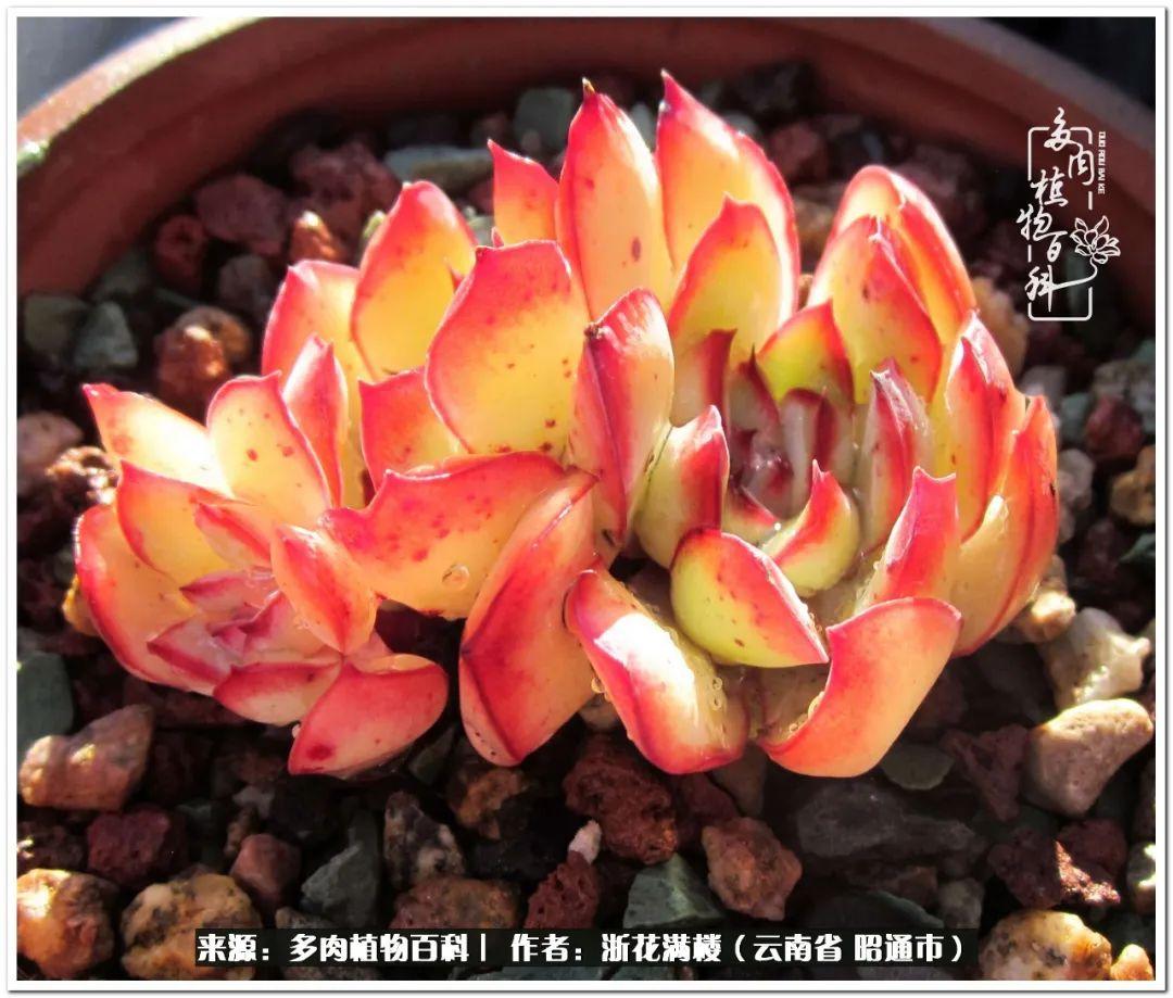 多肉植物白眉_白眉多肉的品種_多肉白眉好養(yǎng)嗎