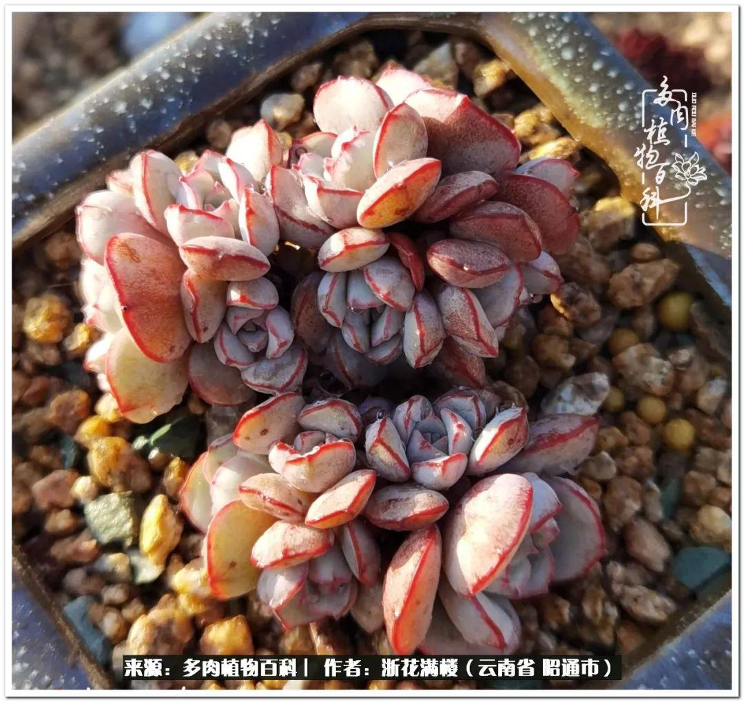 多肉植物白眉_多肉白眉好養(yǎng)嗎_白眉多肉的品種