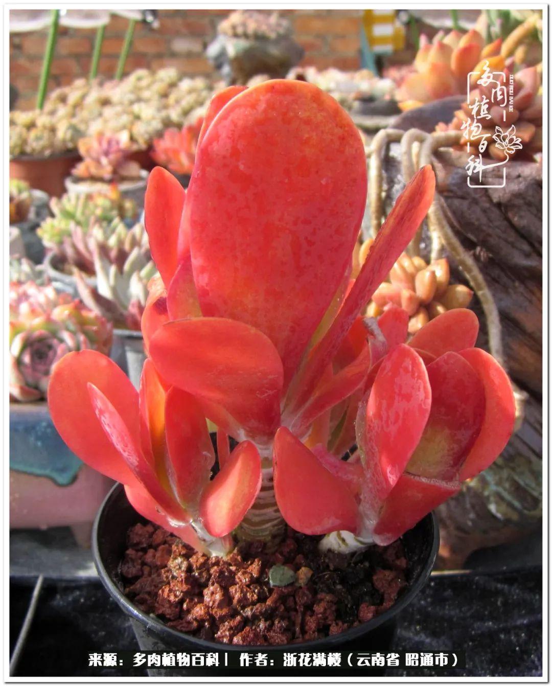 多肉植物白眉_多肉白眉好養(yǎng)嗎_白眉多肉的品種