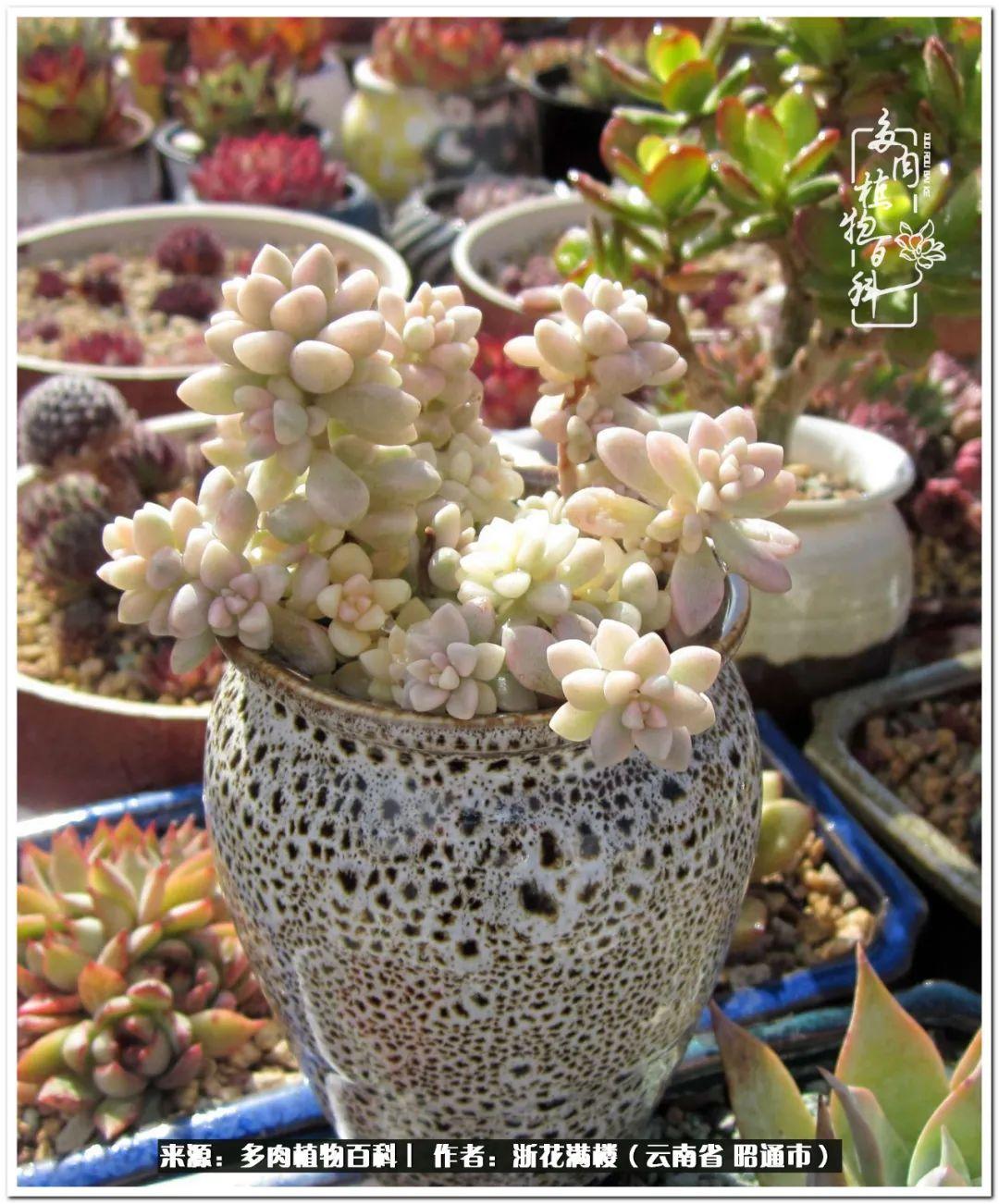 多肉植物白眉_白眉多肉的品種_多肉白眉好養(yǎng)嗎