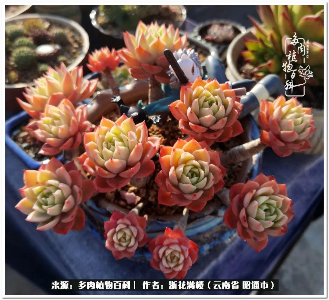 多肉植物白眉_多肉白眉好養(yǎng)嗎_白眉多肉的品種