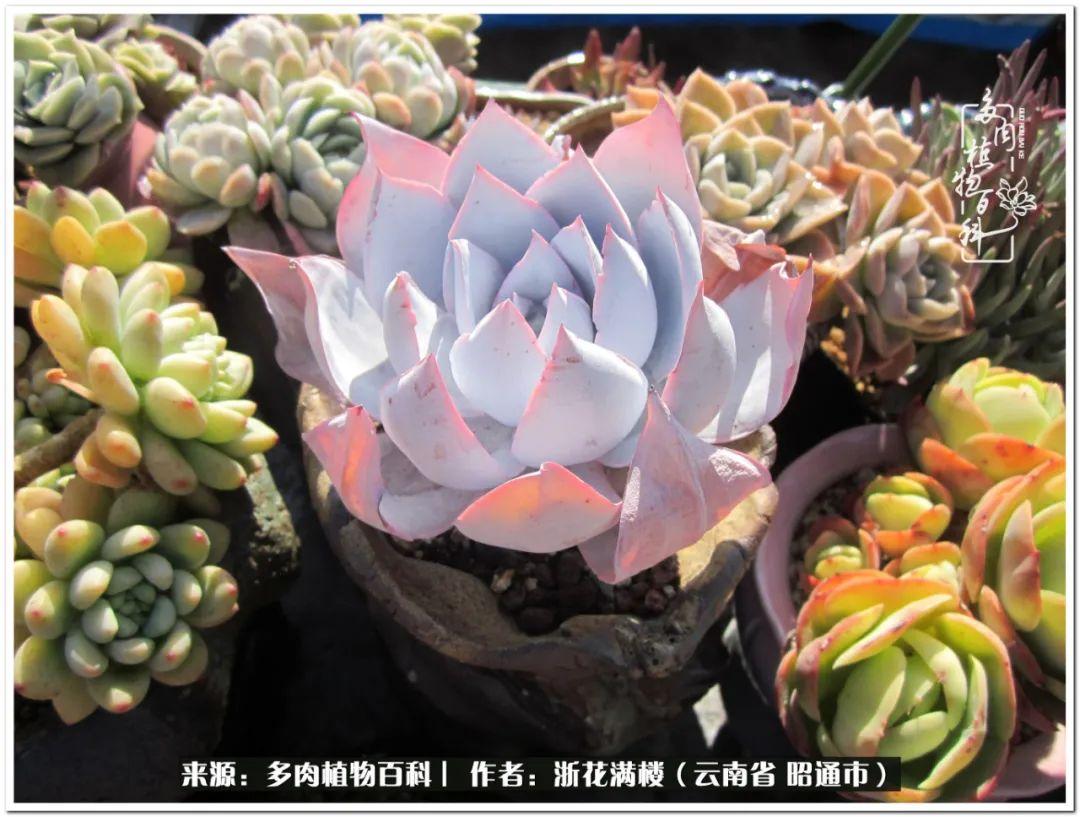 多肉植物白眉_白眉多肉的品種_多肉白眉好養(yǎng)嗎