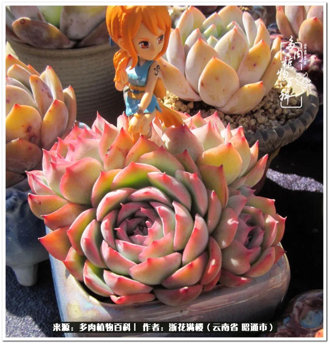 白眉多肉的品種_多肉植物白眉_多肉白眉好養(yǎng)嗎