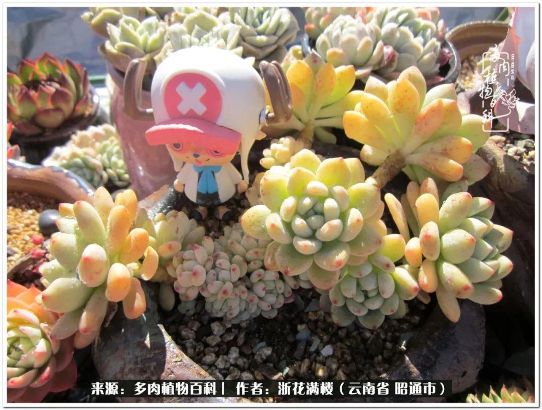 多肉植物白眉_多肉白眉好養(yǎng)嗎_白眉多肉的品種