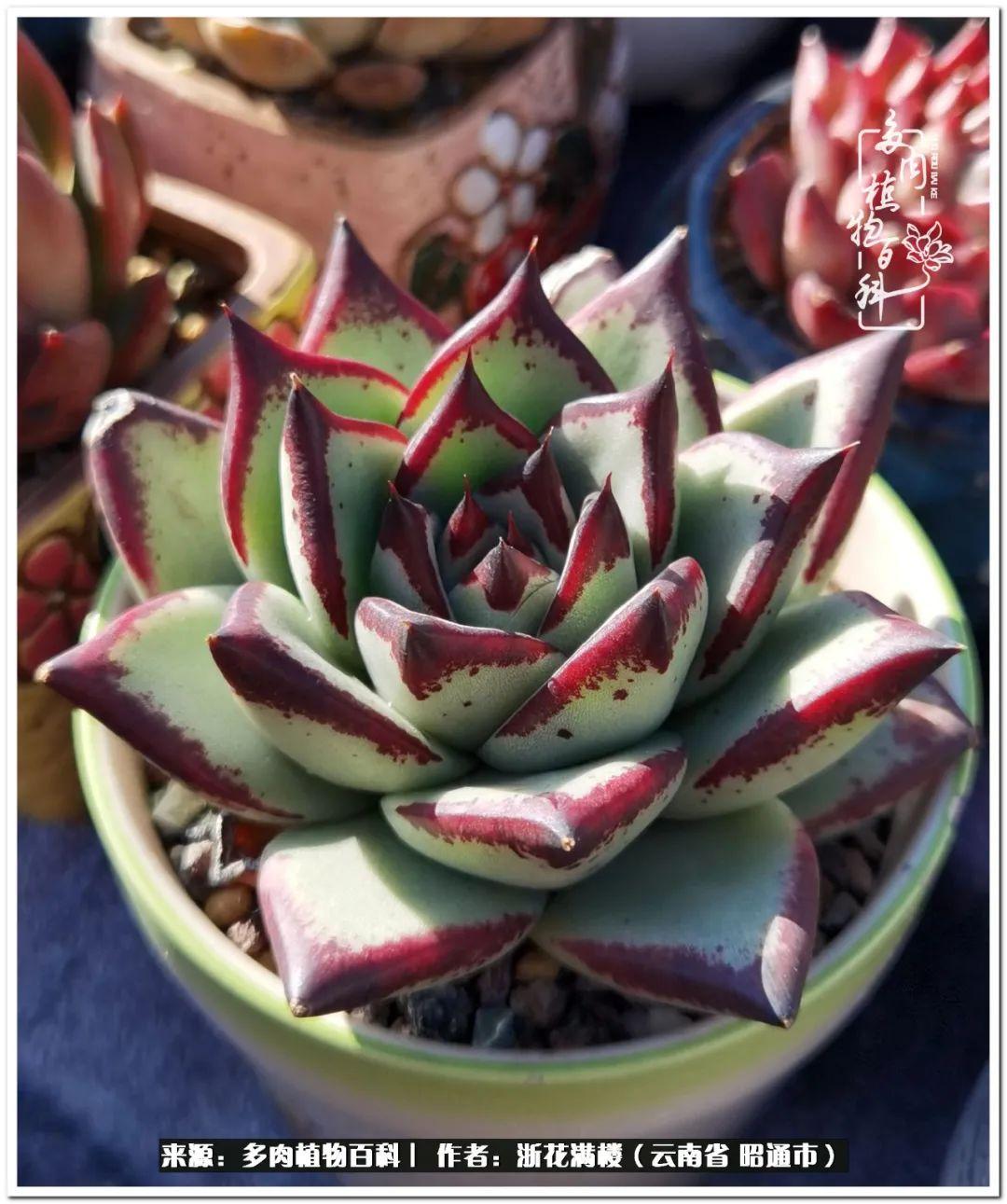 白眉多肉的品種_多肉植物白眉_多肉白眉好養(yǎng)嗎