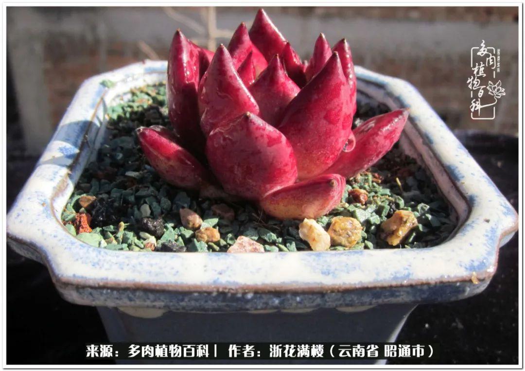 白眉多肉的品種_多肉白眉好養(yǎng)嗎_多肉植物白眉