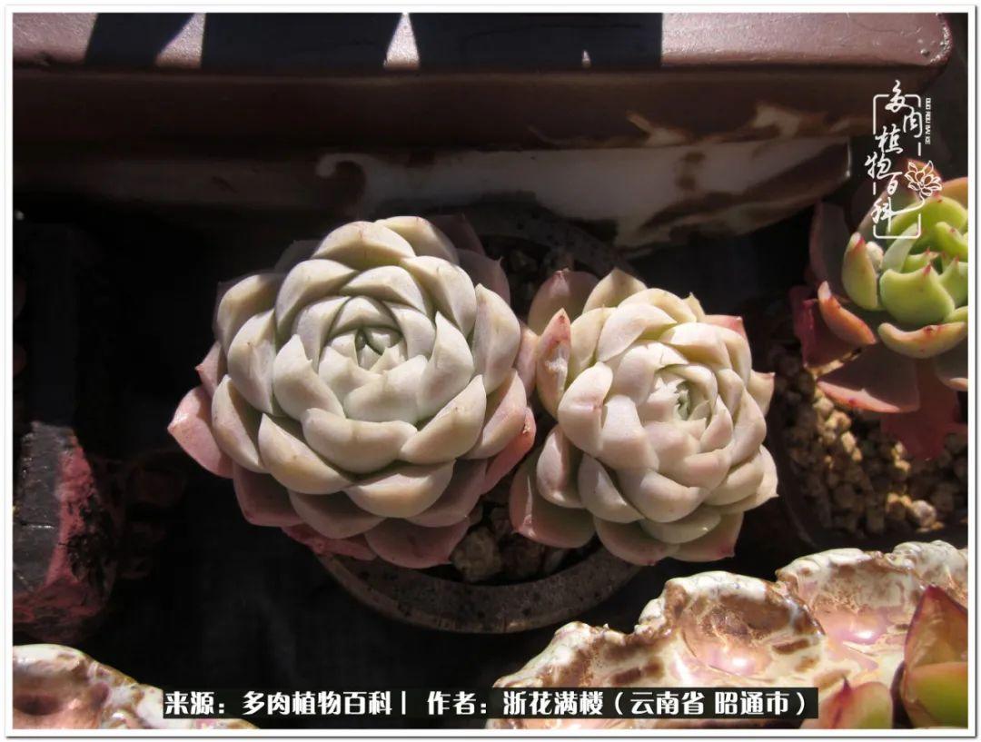 多肉白眉好養(yǎng)嗎_白眉多肉的品種_多肉植物白眉