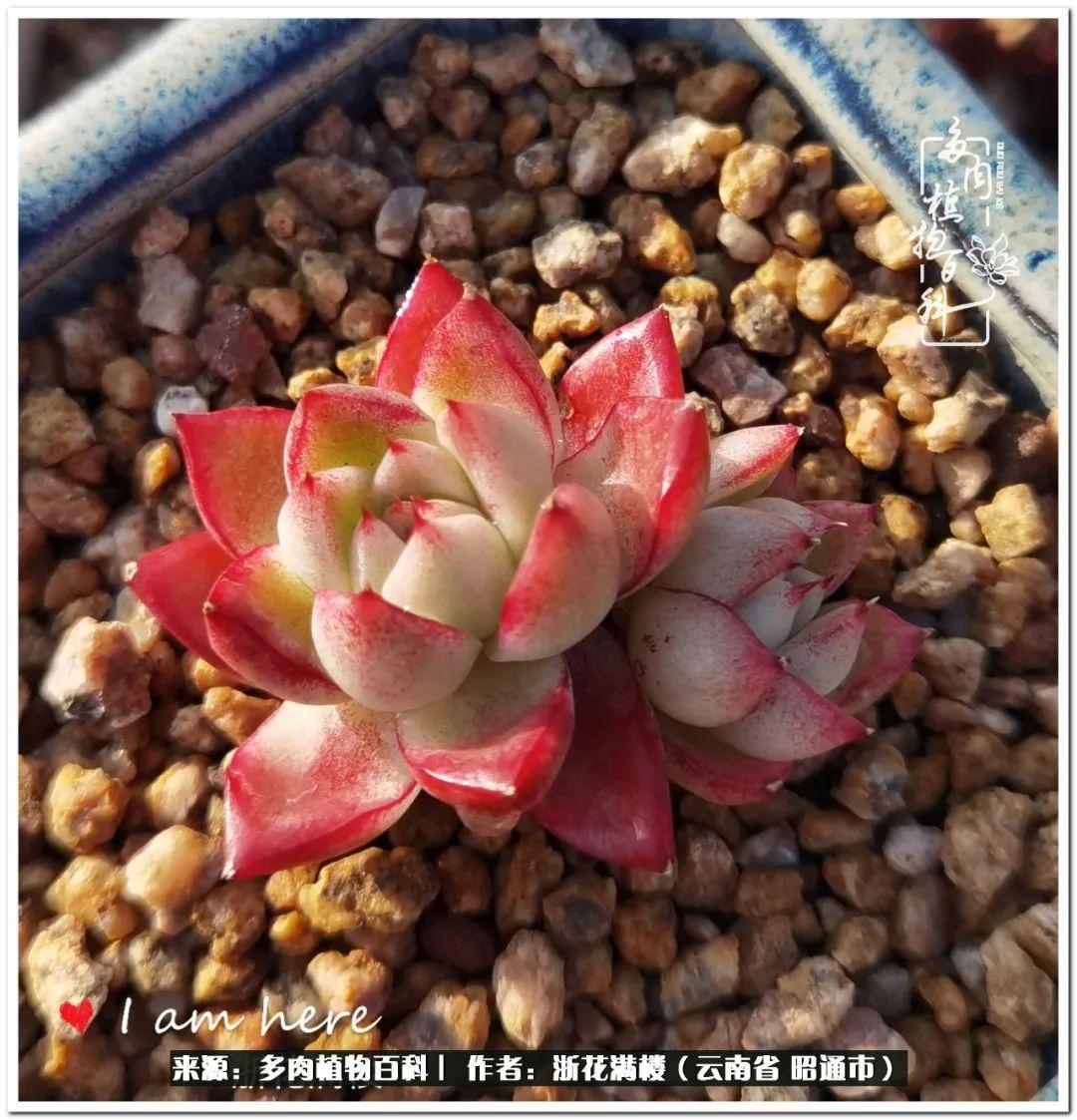 多肉白眉好養(yǎng)嗎_多肉植物白眉_白眉多肉的品種