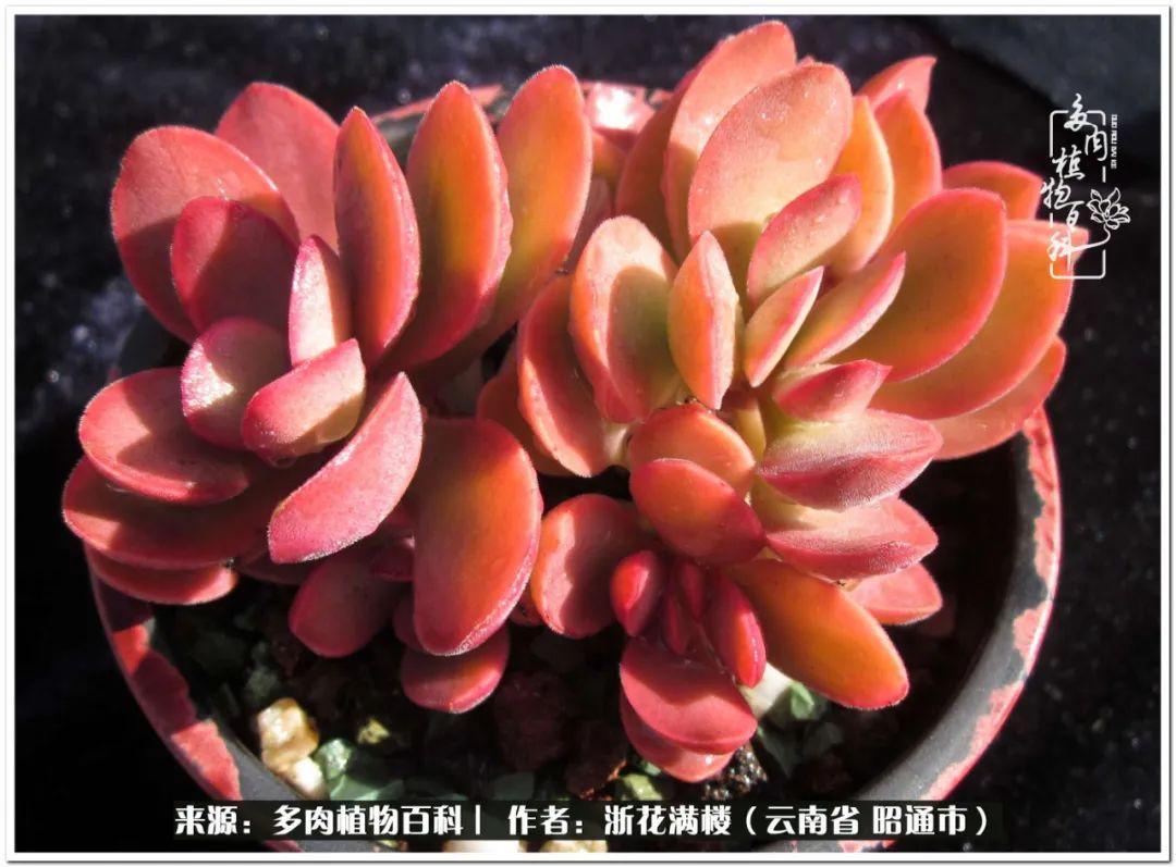 多肉白眉好養(yǎng)嗎_多肉植物白眉_白眉多肉的品種