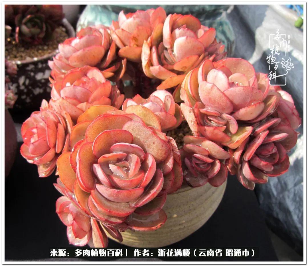 多肉植物白眉_白眉多肉的品種_多肉白眉好養(yǎng)嗎