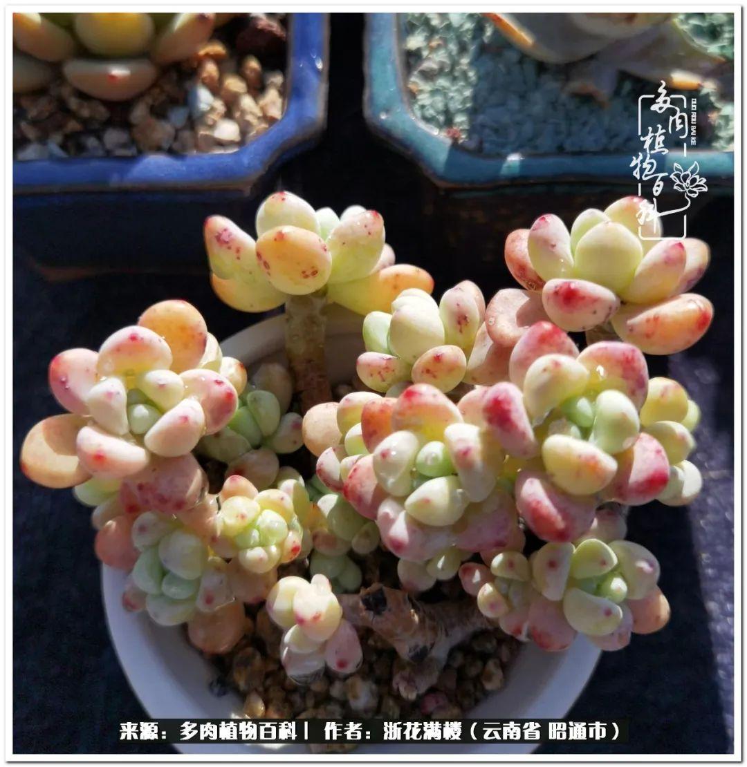 多肉植物白眉_白眉多肉的品種_多肉白眉好養(yǎng)嗎