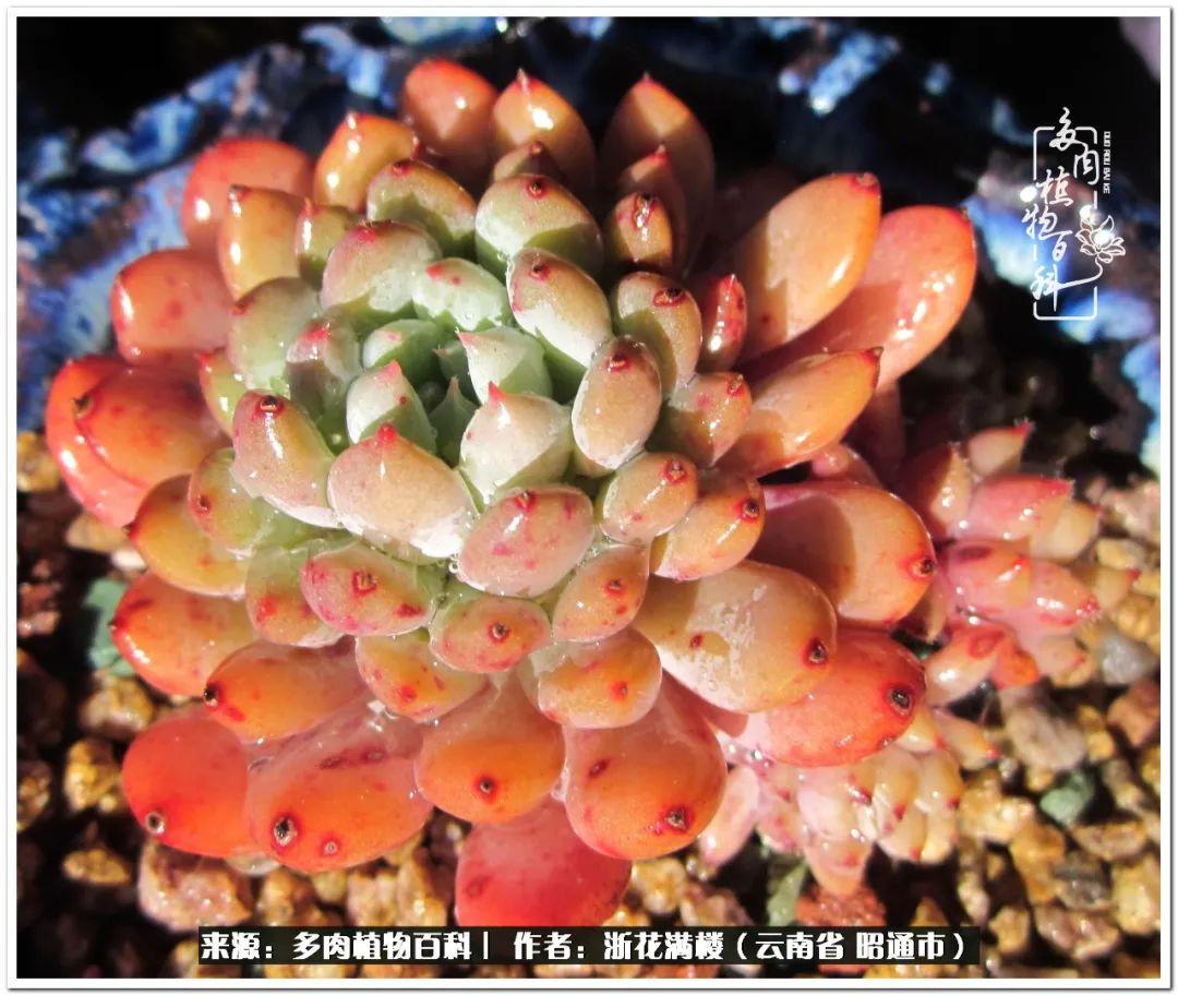 多肉植物白眉_白眉多肉的品種_多肉白眉好養(yǎng)嗎