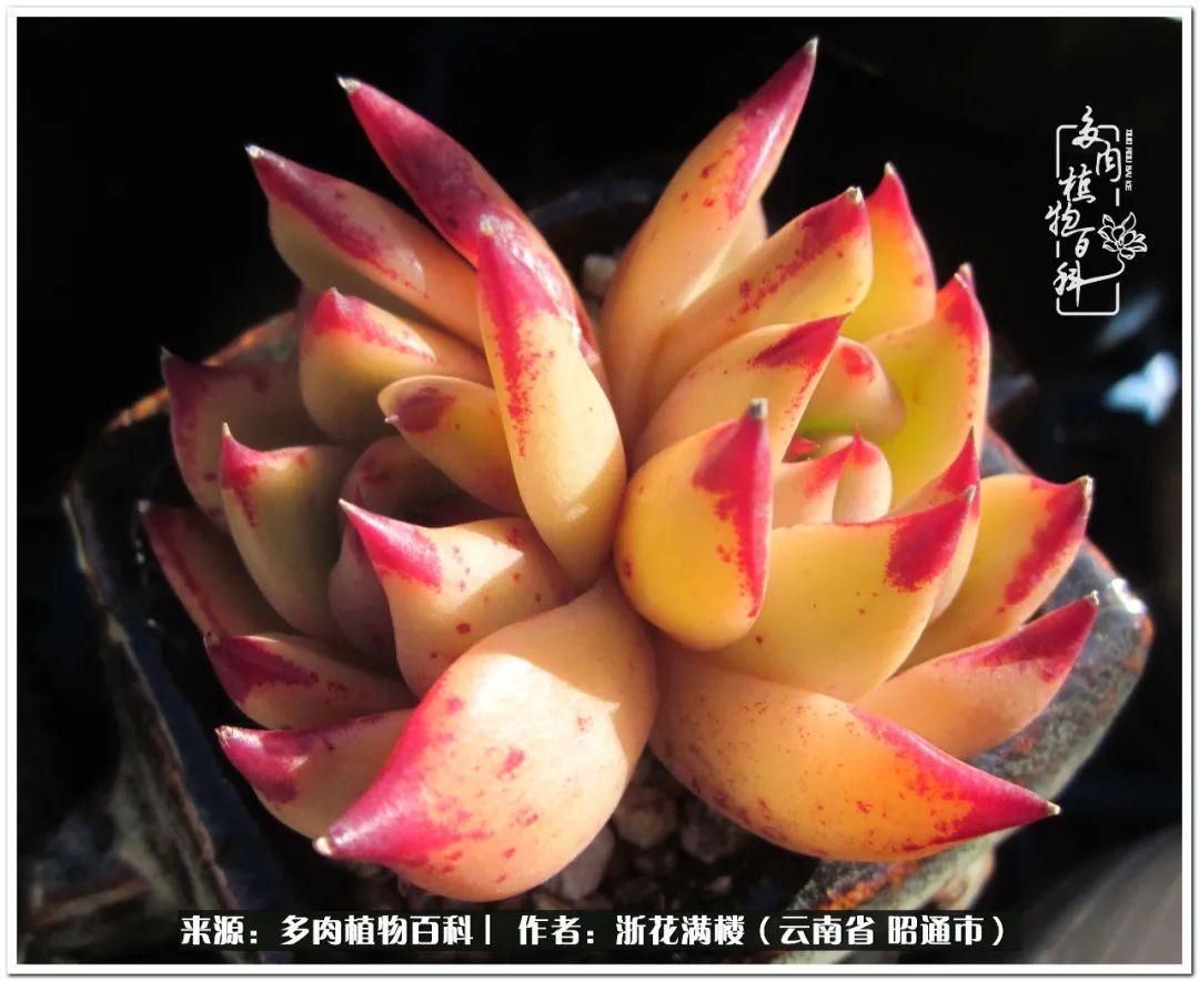 多肉白眉好養(yǎng)嗎_多肉植物白眉_白眉多肉的品種