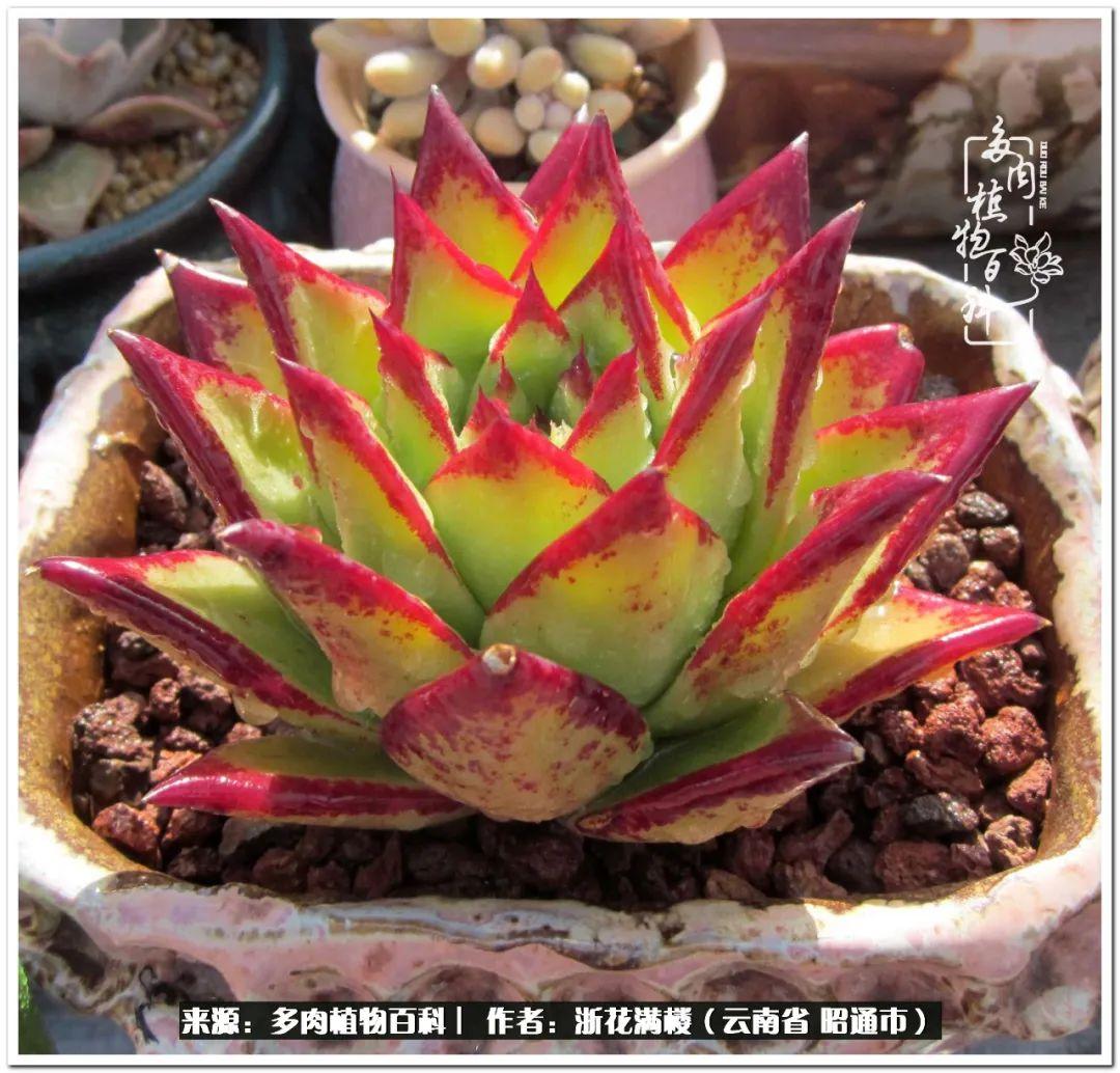 多肉白眉好養(yǎng)嗎_多肉植物白眉_白眉多肉的品種