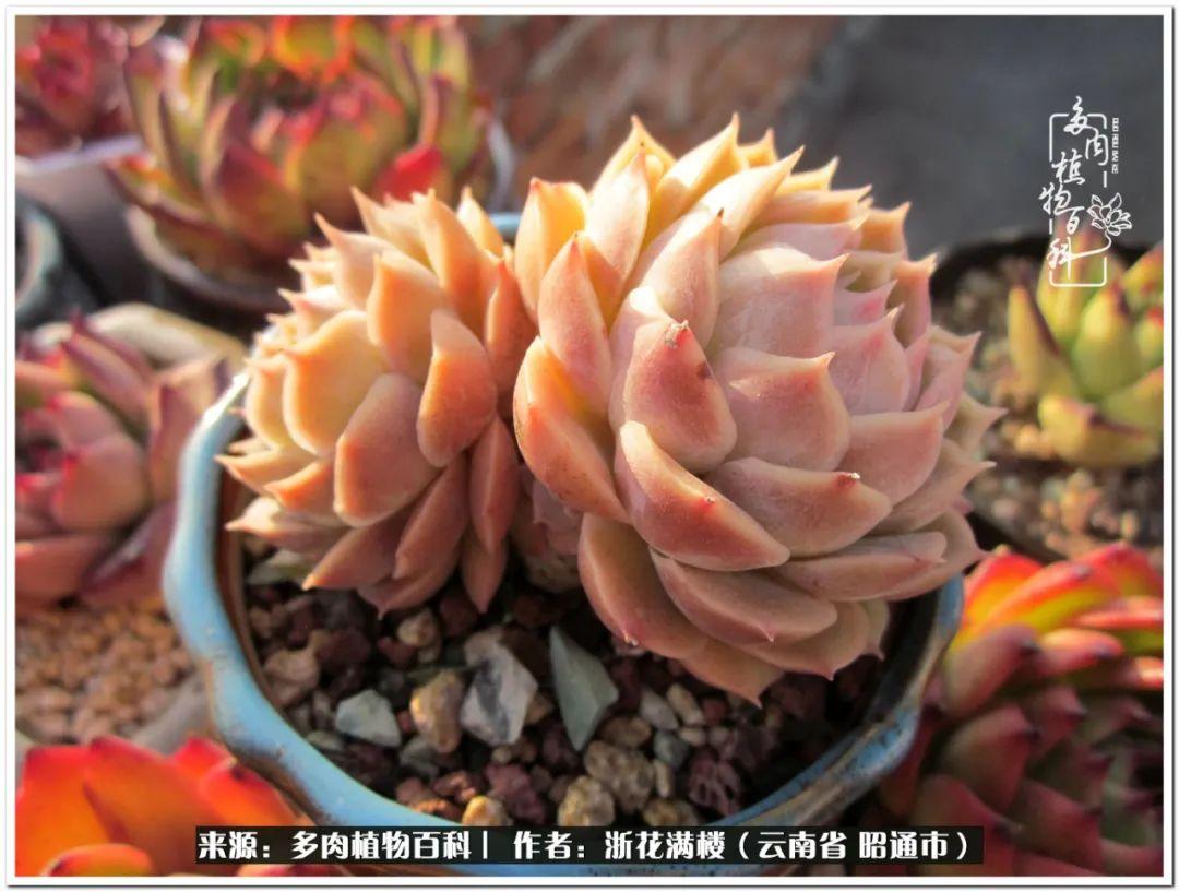 多肉植物白眉_多肉白眉好養(yǎng)嗎_白眉多肉的品種