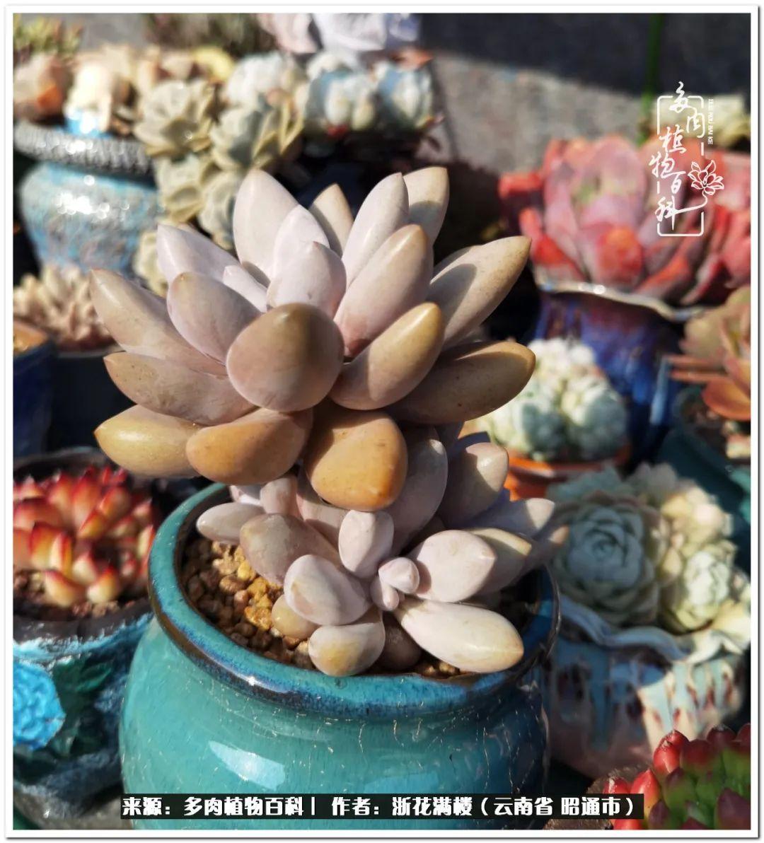 白眉多肉的品種_多肉白眉好養(yǎng)嗎_多肉植物白眉