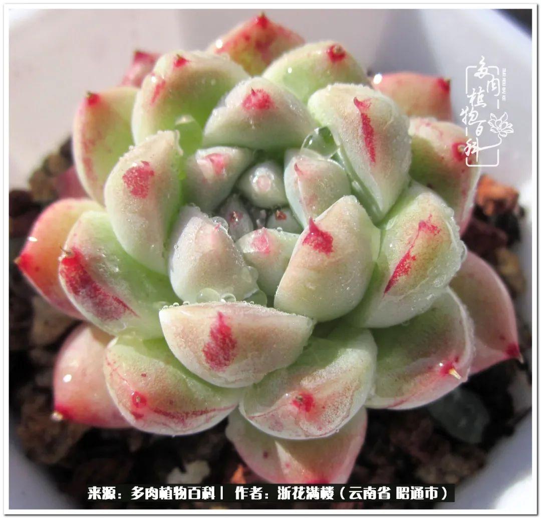 白眉多肉的品種_多肉白眉好養(yǎng)嗎_多肉植物白眉