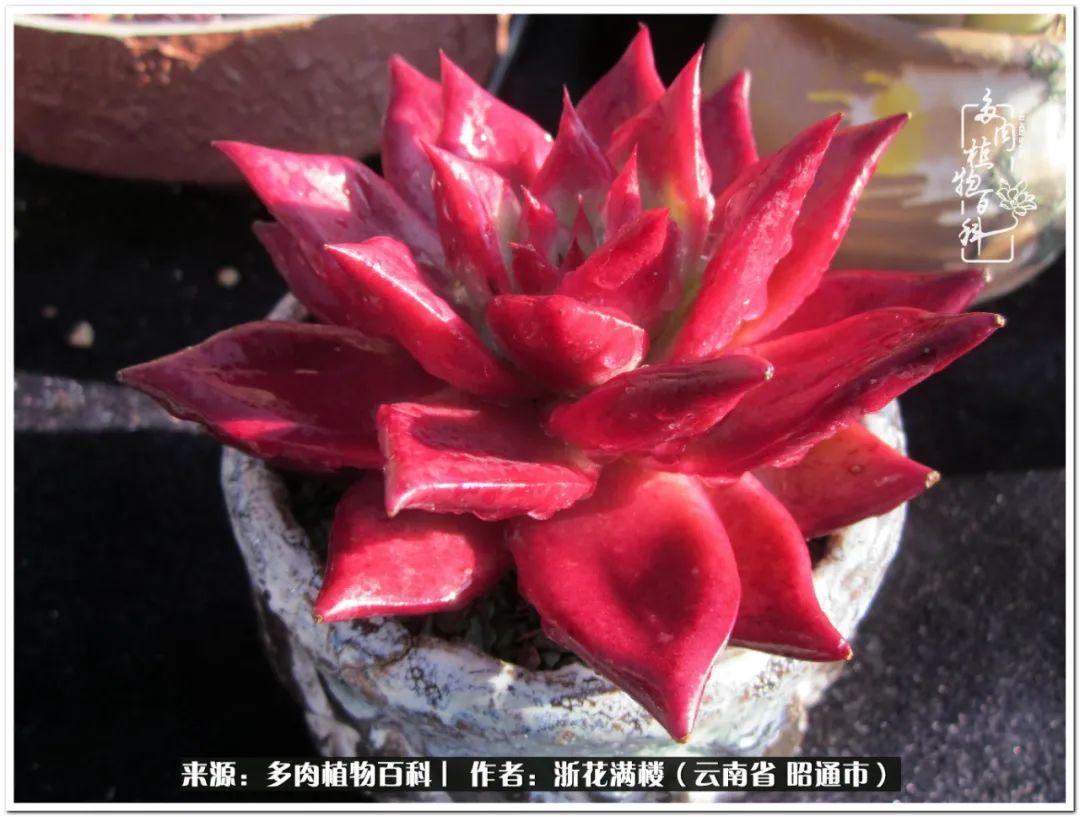 多肉白眉好養(yǎng)嗎_多肉植物白眉_白眉多肉的品種