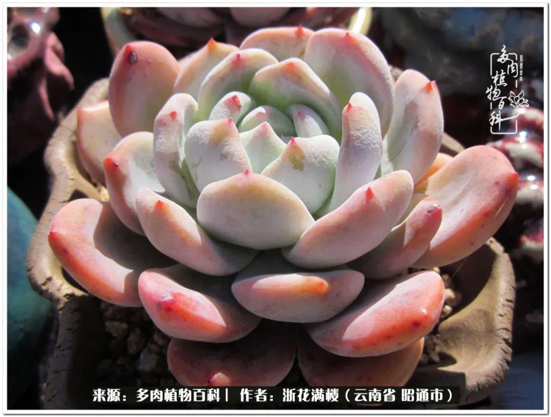 白眉多肉的品種_多肉白眉好養(yǎng)嗎_多肉植物白眉