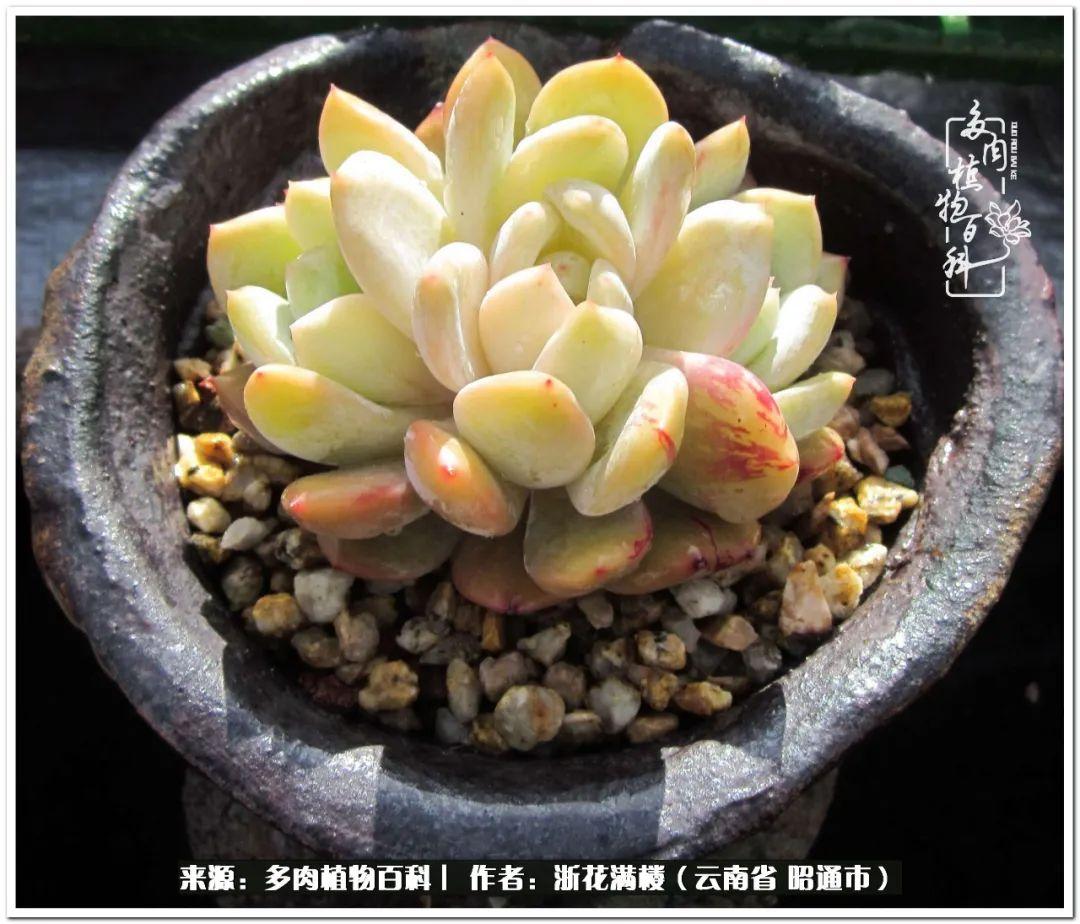 白眉多肉的品種_多肉白眉好養(yǎng)嗎_多肉植物白眉