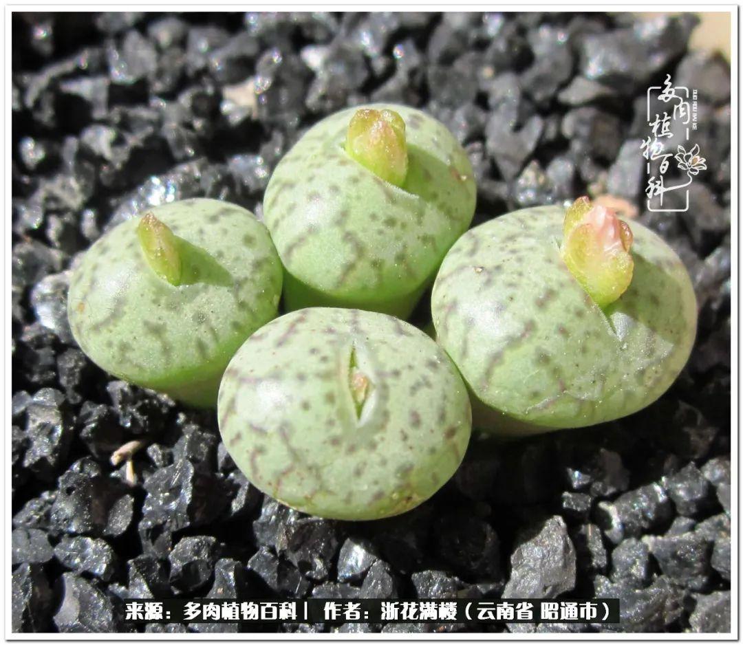 白眉多肉的品種_多肉白眉好養(yǎng)嗎_多肉植物白眉