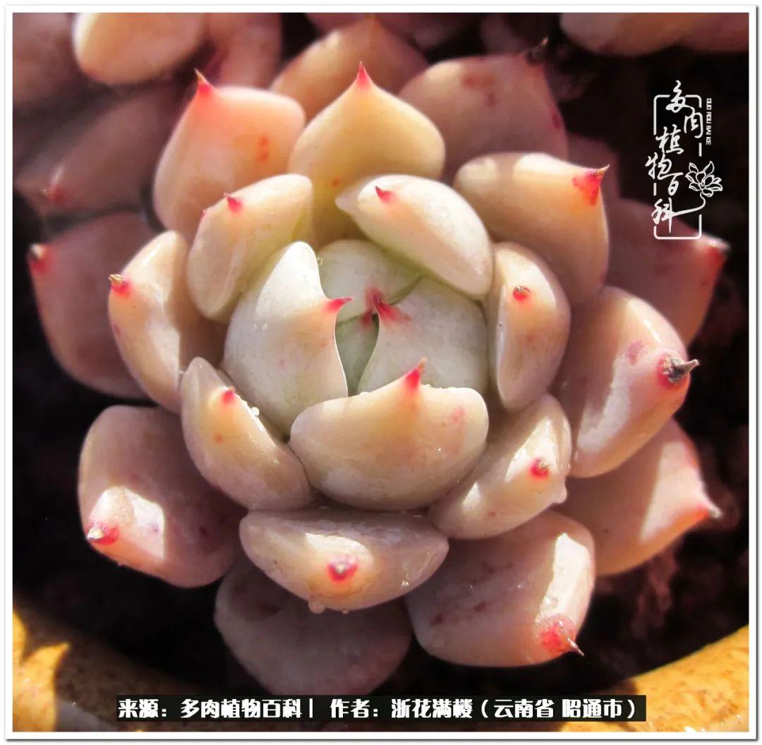 多肉白眉好養(yǎng)嗎_多肉植物白眉_白眉多肉的品種