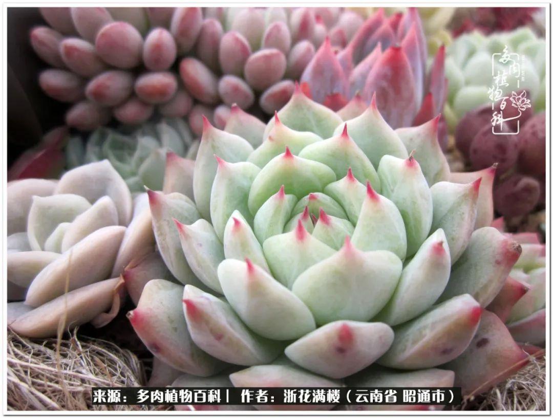 白眉多肉的品種_多肉白眉好養(yǎng)嗎_多肉植物白眉