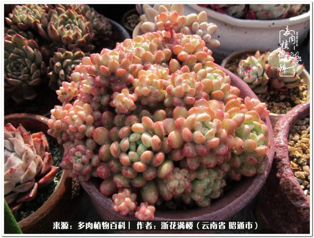 多肉白眉好養(yǎng)嗎_白眉多肉的品種_多肉植物白眉