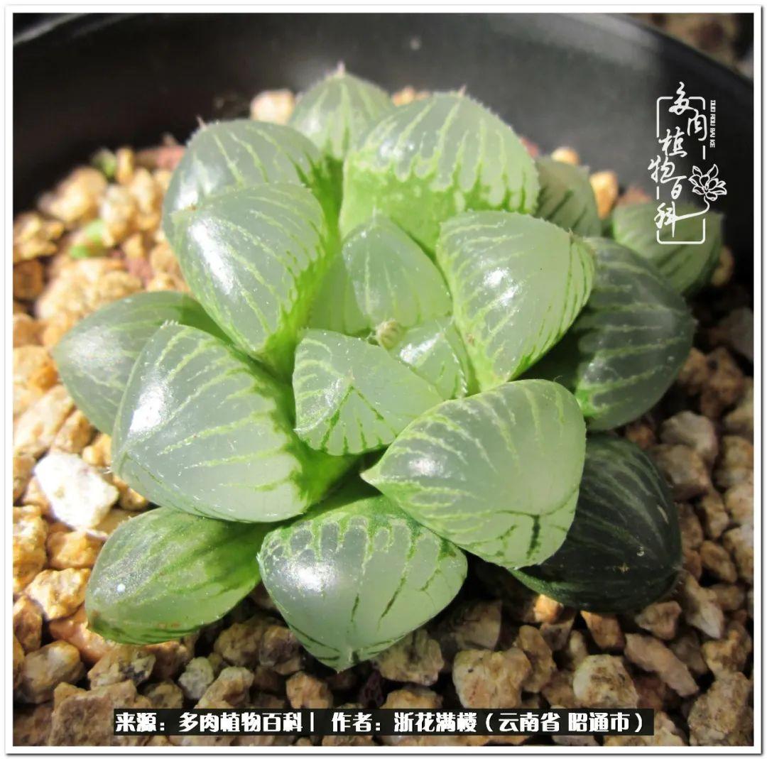 多肉植物白眉_多肉白眉好養(yǎng)嗎_白眉多肉的品種