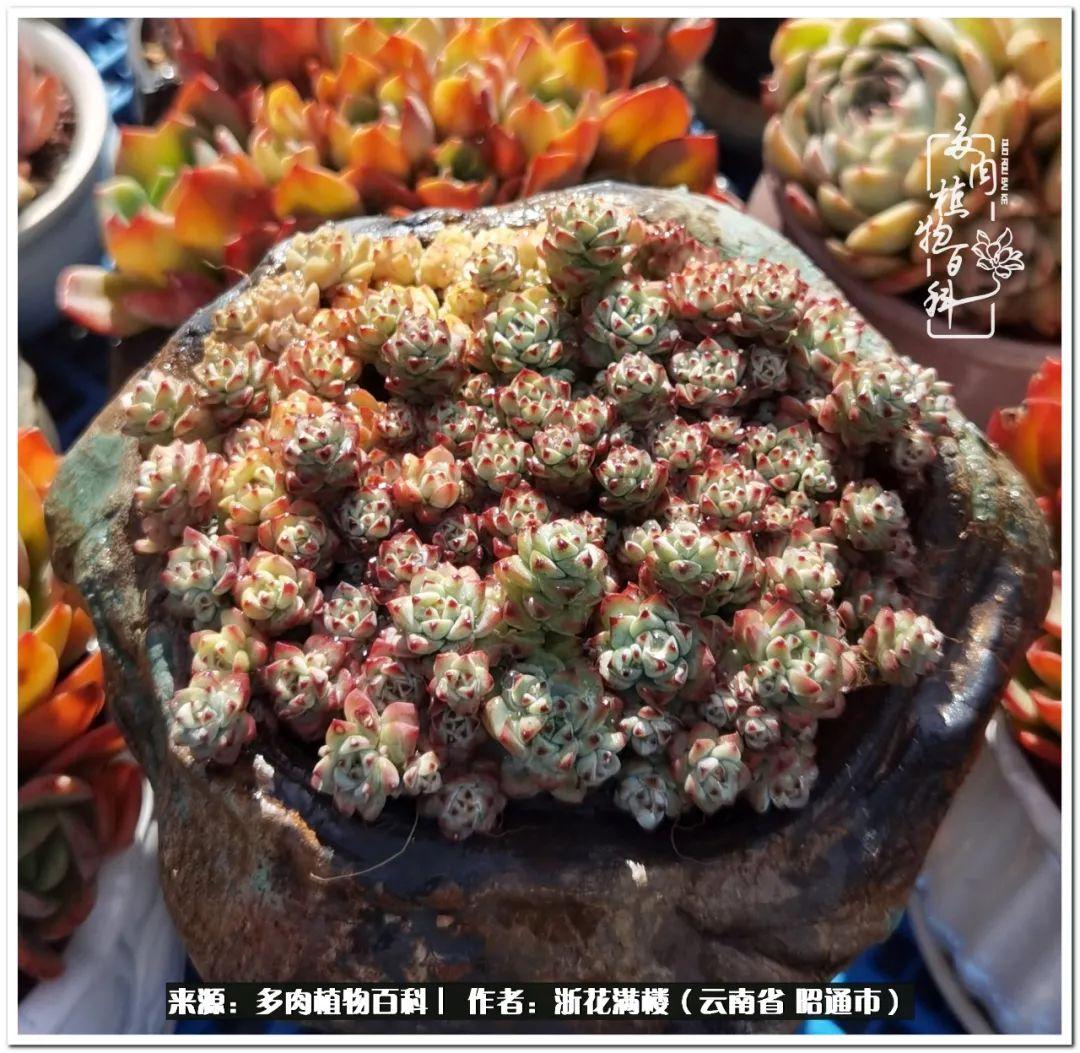 白眉多肉的品種_多肉白眉好養(yǎng)嗎_多肉植物白眉