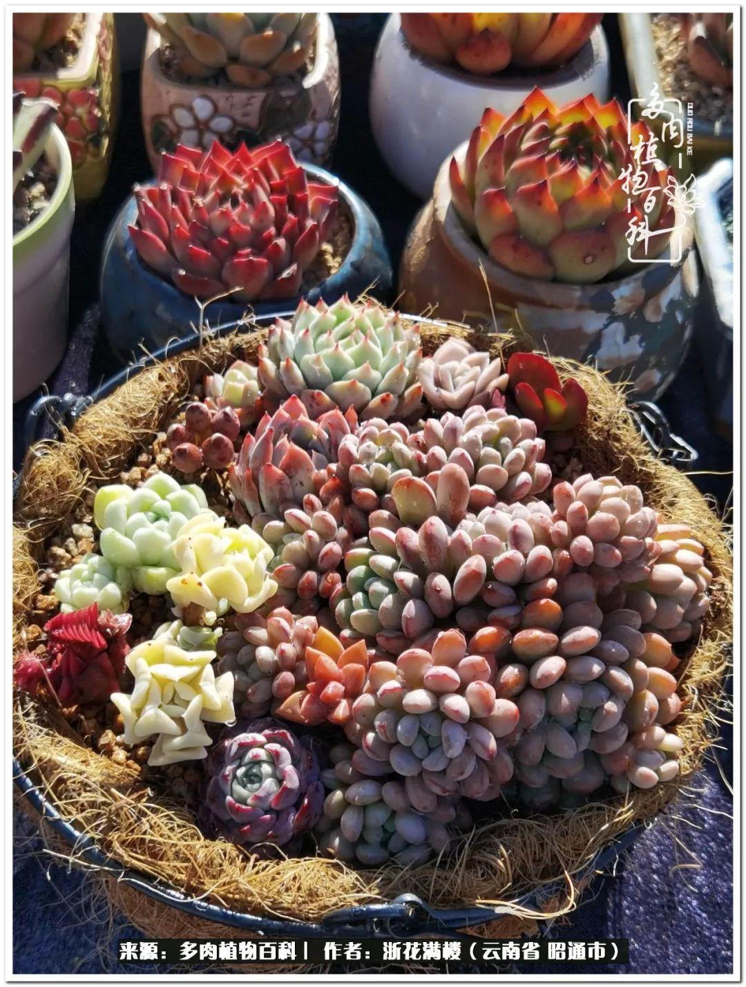 多肉植物白眉_白眉多肉的品種_多肉白眉好養(yǎng)嗎