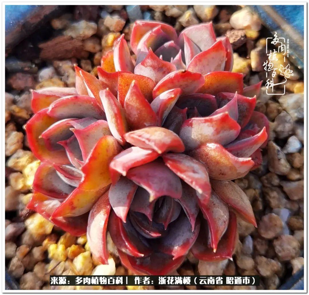 白眉多肉的品種_多肉植物白眉_多肉白眉好養(yǎng)嗎