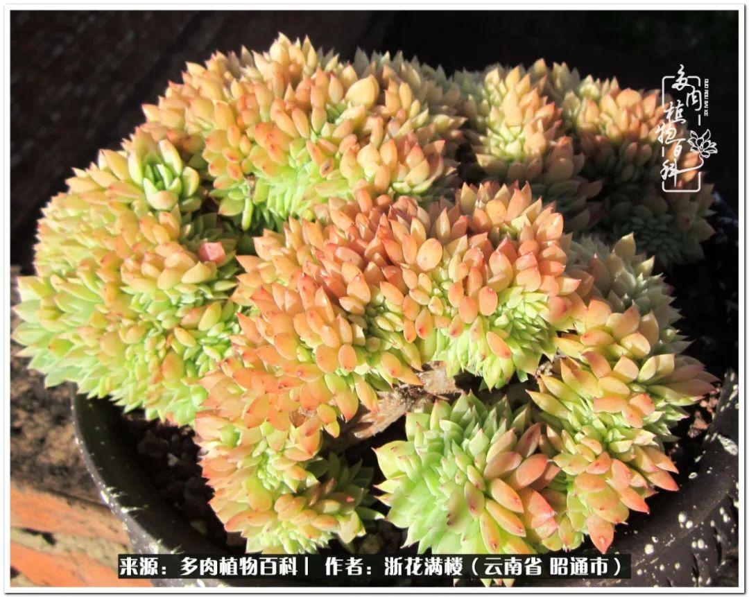 多肉植物白眉_多肉白眉好養(yǎng)嗎_白眉多肉的品種