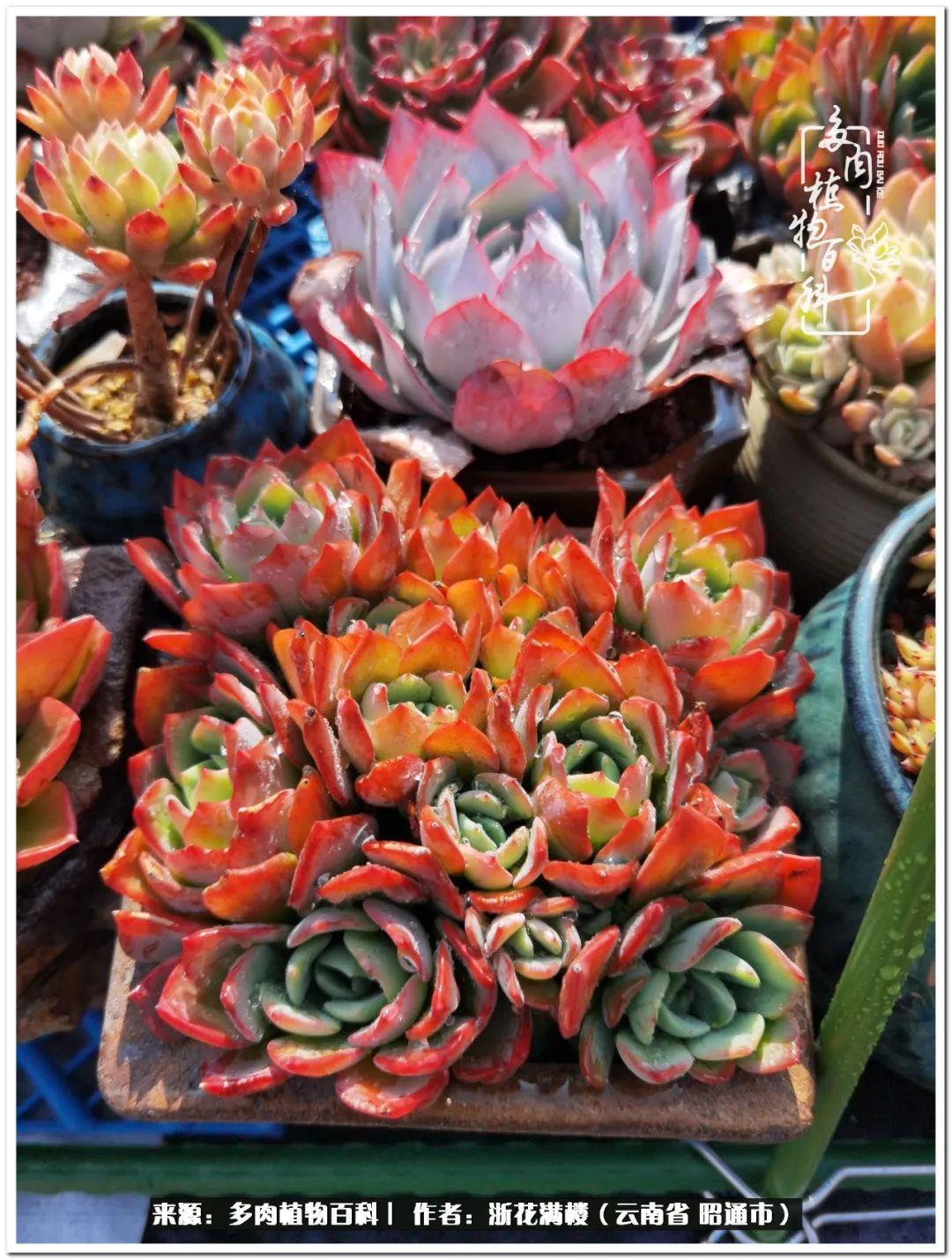 多肉白眉好養(yǎng)嗎_白眉多肉的品種_多肉植物白眉