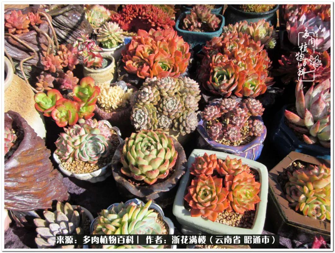 白眉多肉的品種_多肉植物白眉_多肉白眉好養(yǎng)嗎