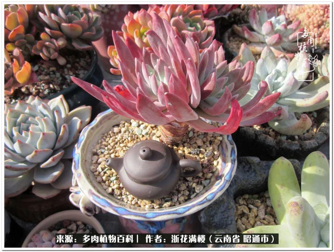 多肉植物白眉_多肉白眉好養(yǎng)嗎_白眉多肉的品種