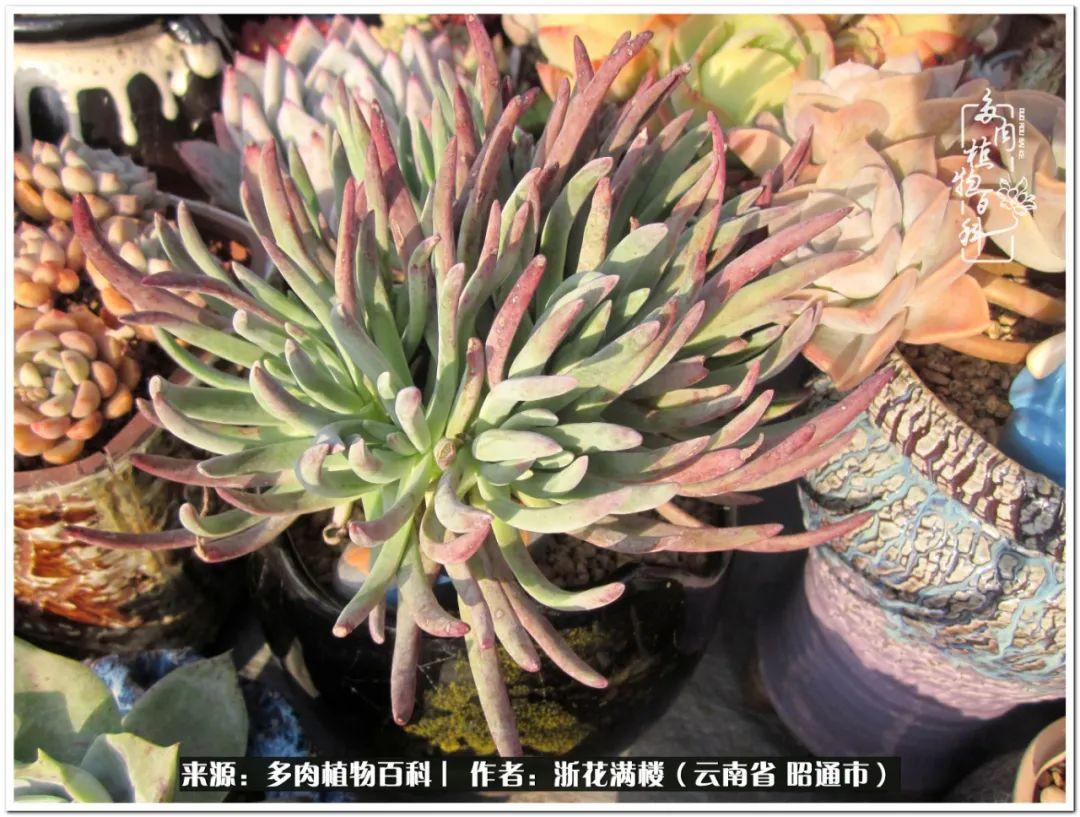 白眉多肉的品種_多肉植物白眉_多肉白眉好養(yǎng)嗎