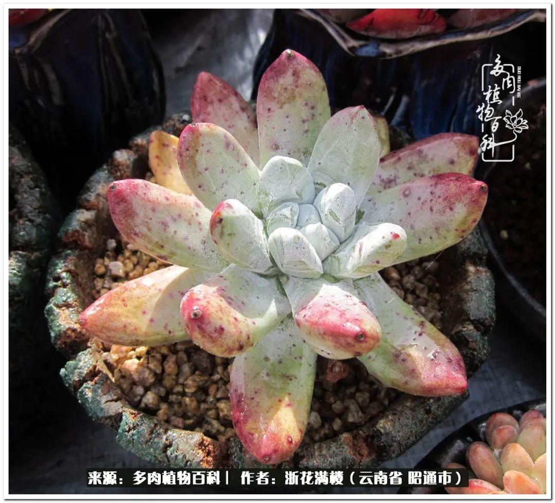 多肉白眉好養(yǎng)嗎_白眉多肉的品種_多肉植物白眉