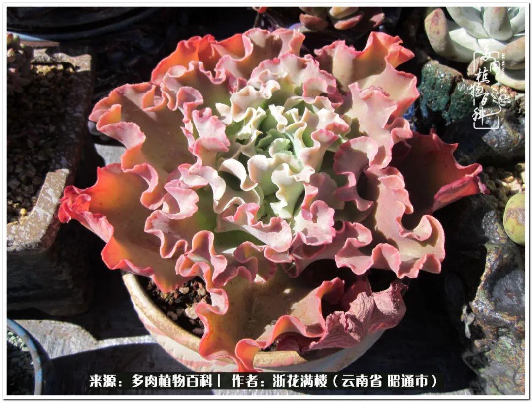 多肉植物白眉_白眉多肉的品種_多肉白眉好養(yǎng)嗎